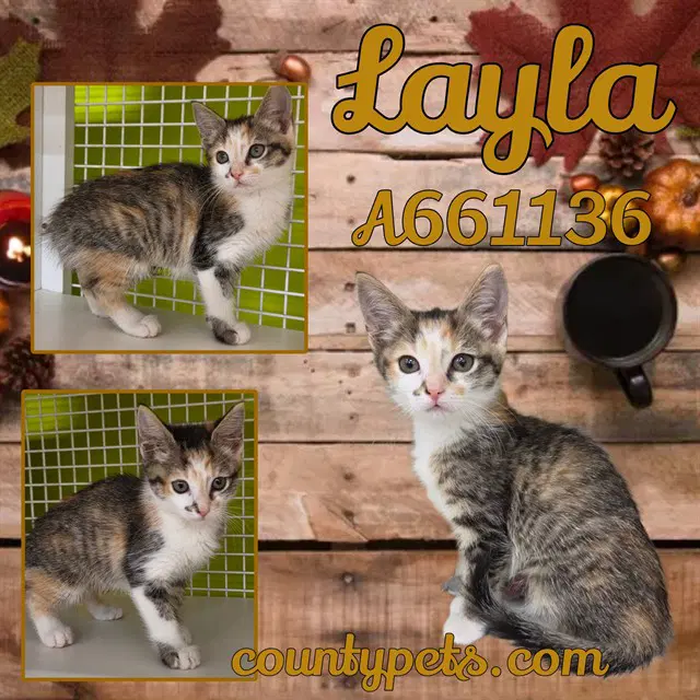 Layla - Domestic Short Hair