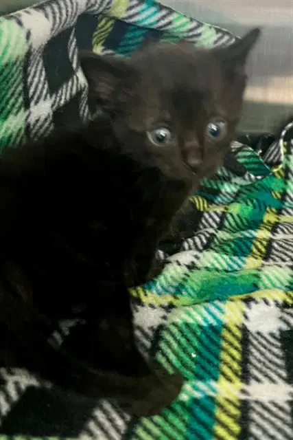 Felix - Domestic Short Hair