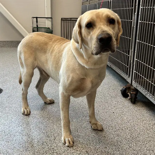 Toby - Labrador Retriever