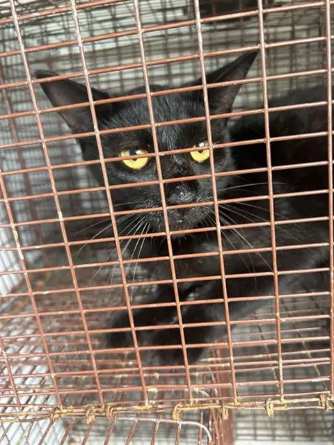 Unknown - Domestic Short Hair