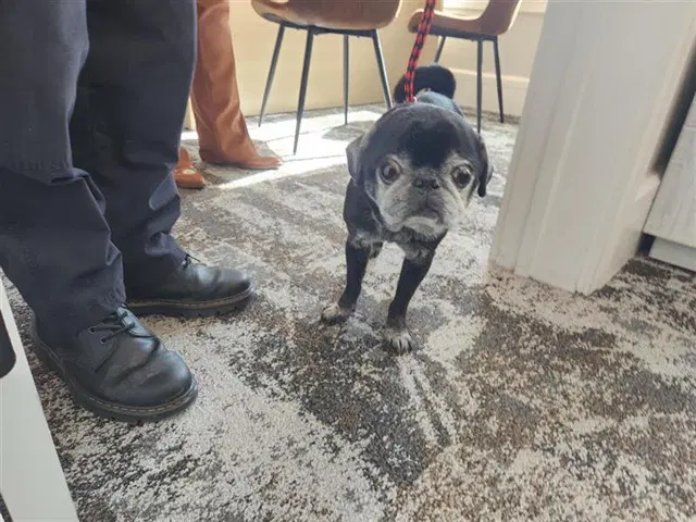 Buddy image 1