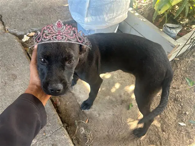 Unknown - Labrador Retriever