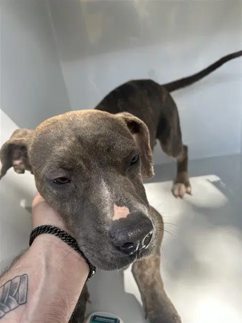 Unknown - Pit Bull Terrier