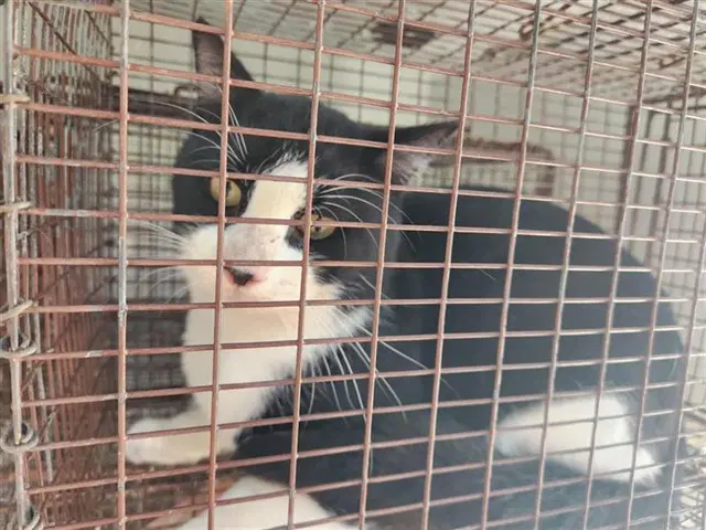 Unknown - Domestic Short Hair