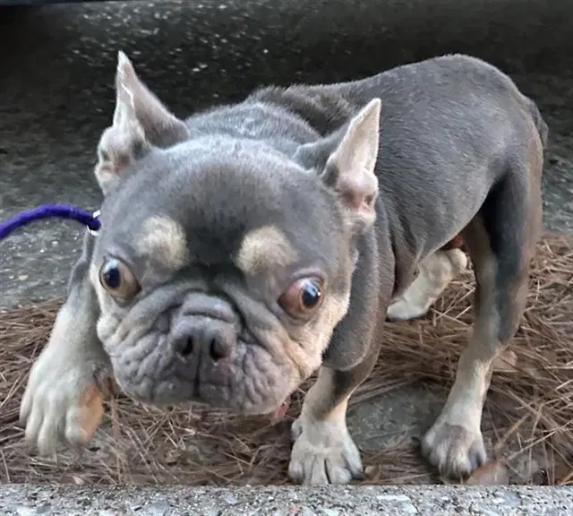 Max - French Bulldog
