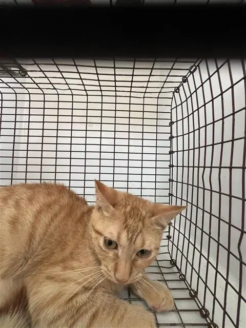 Oliver image 1