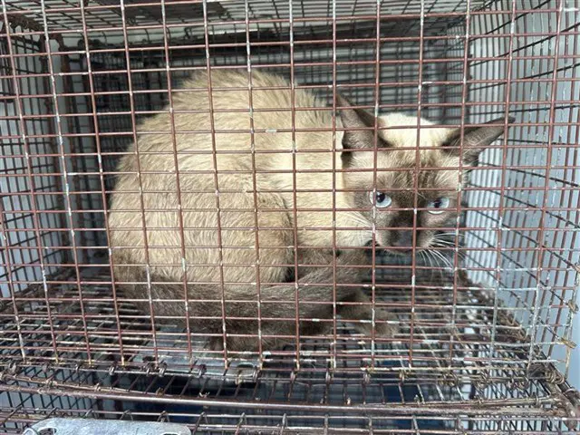 Seraphina - Siamese