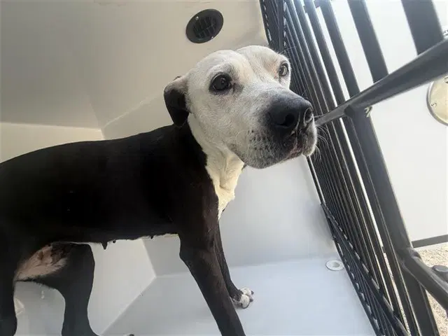 Max - Pit Bull Terrier