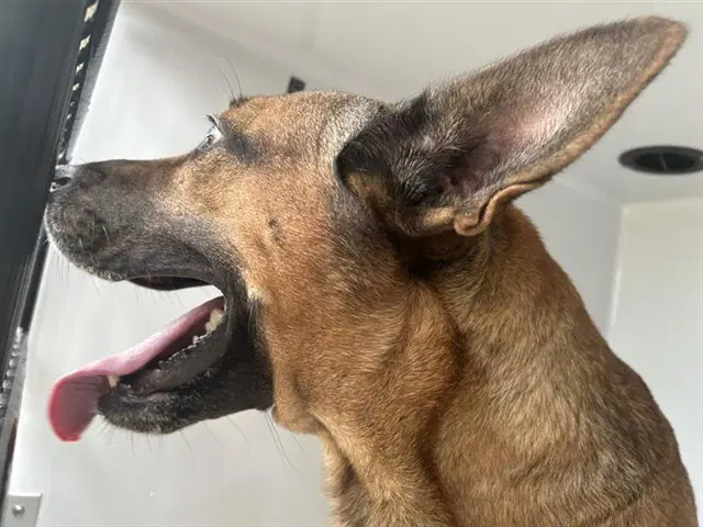 Max - German Shepherd Dog