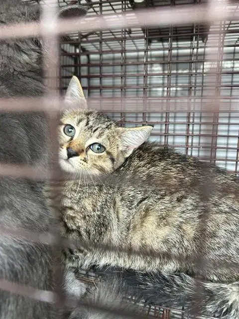 Shadow - Domestic Short Hair