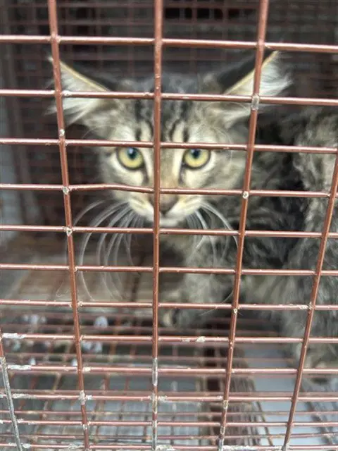 Unknown - Domestic Short Hair