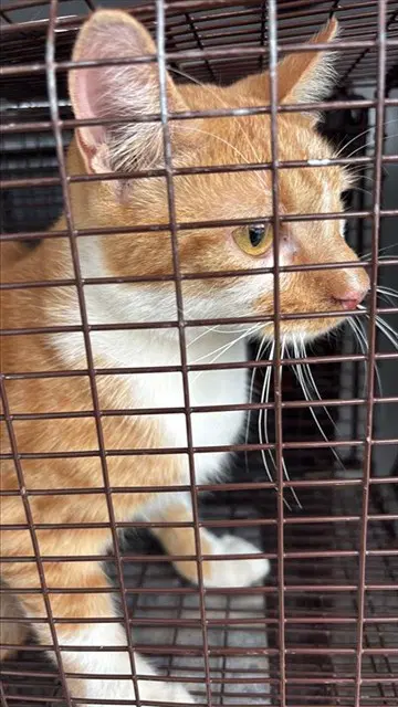 Luna - Domestic Short Hair