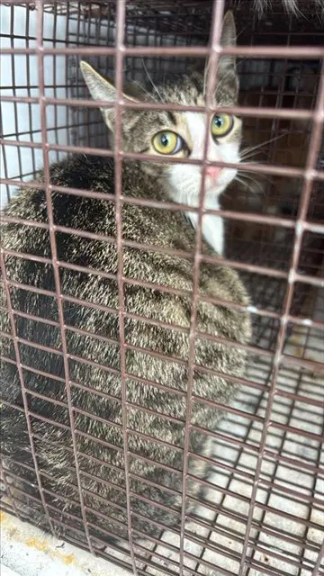 Barnaby - Domestic Short Hair