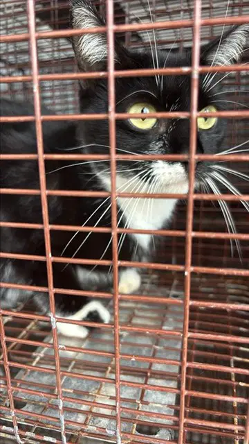 Barnaby - Domestic Short Hair