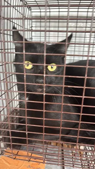 Luna - Domestic Short Hair