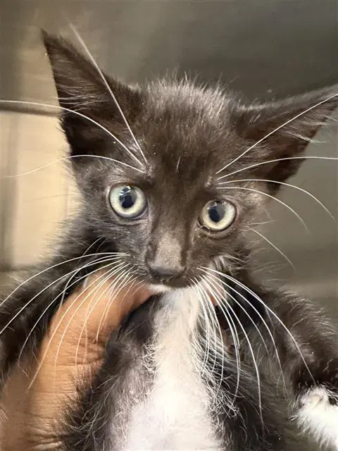 Kamie - Domestic Short Hair