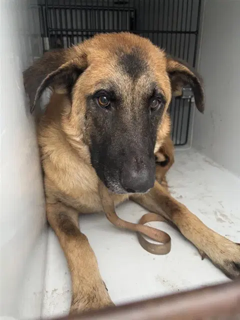 Max - Belgian Shepherd Malinois