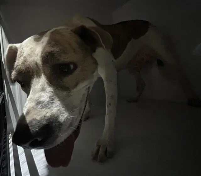 Max - Staffordshire Bull Terrier