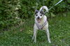 adoptable Dog in  named Mike