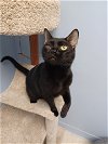adoptable Cat in brick, nj, NJ named Midnight