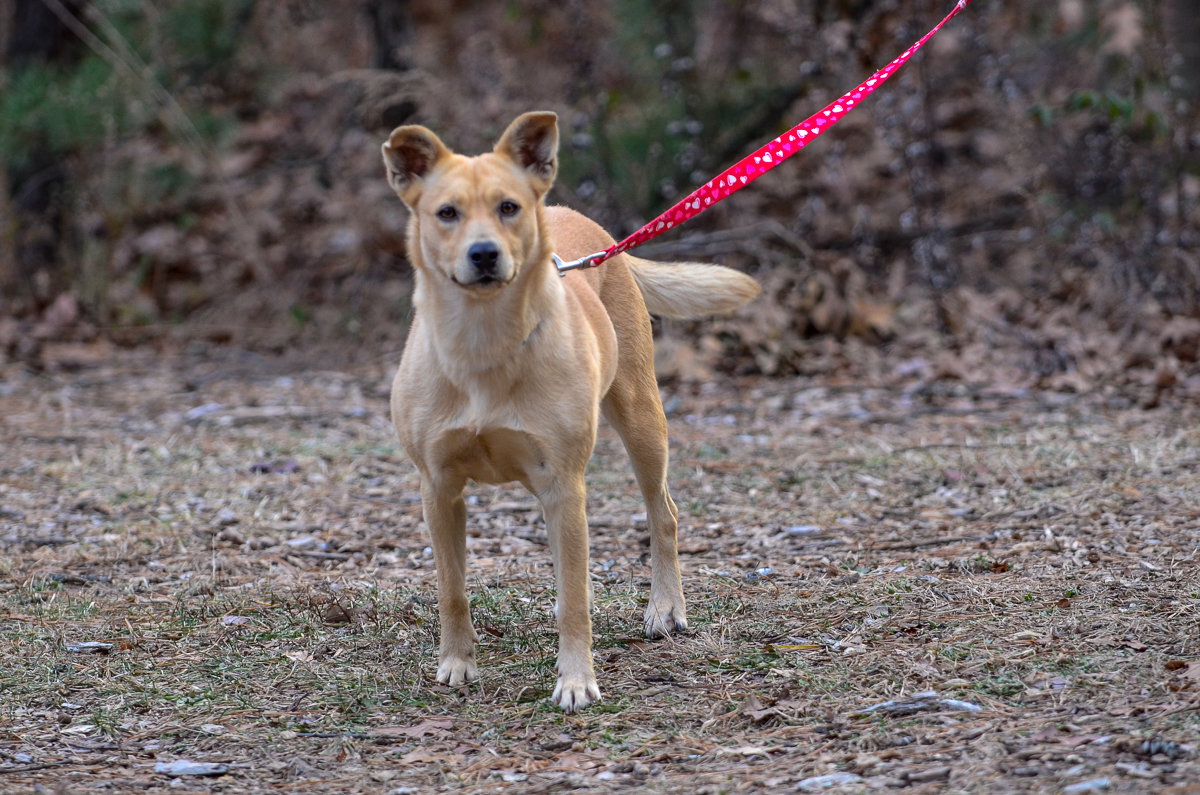 Dog for Adoption Kona, a Labrador Retriever in Lakewood, NJ Alpha Paw