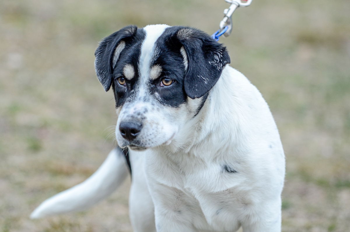 Dog For Adoption - Dori-pending, A Hound In Waretown, Nj 