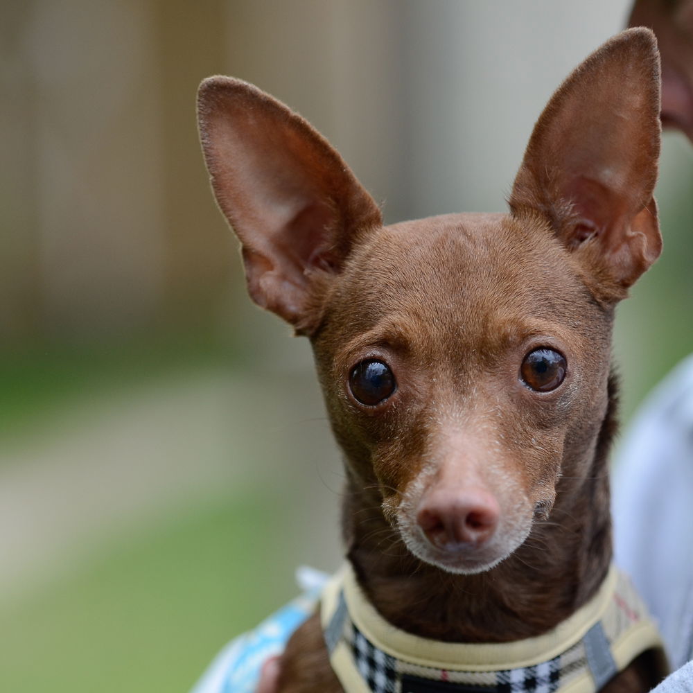 Dog for Adoption - Puddin'-pending, a Chihuahua in Helmetta, NJ | Alpha Paw