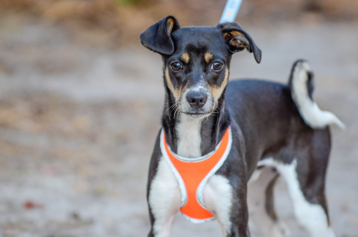 Dog adoption in Brick, NJ 08723 Jack Russell Terrier / Chihuahua / Mixed (short coat) Dog "Fred