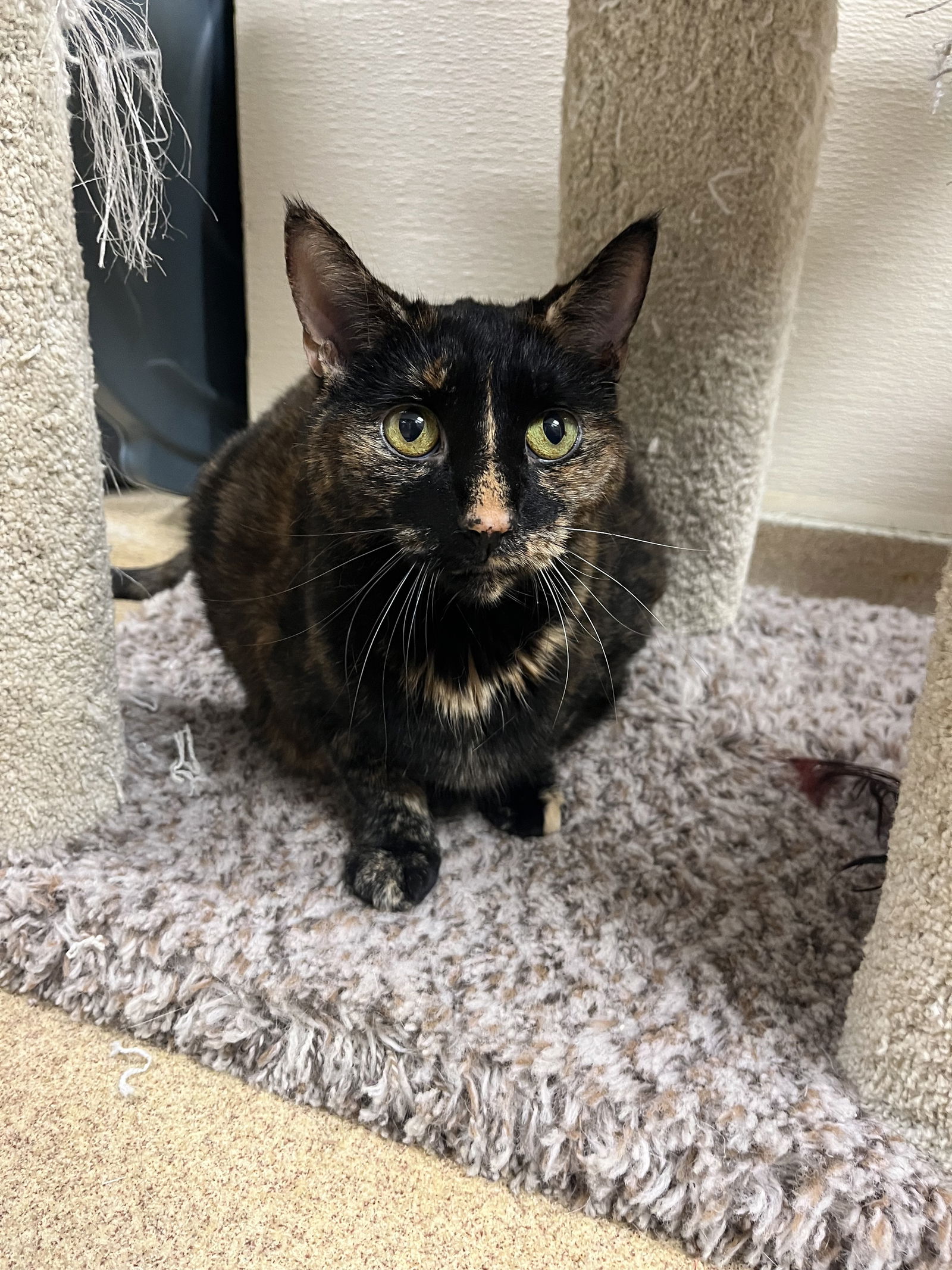 adoptable Cat in Brick, NJ named Tara