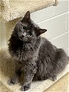 adoptable Cat in , NJ named Greta
