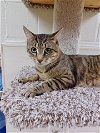adoptable Cat in brick, NJ named Dante