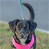 adoptable Dog in  named Strawberry