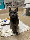adoptable Cat in brick, NJ named Benedict