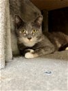 adoptable Cat in brick, NJ named Chamille