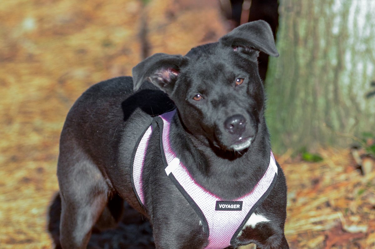 adoptable Dog in Brick, NJ named Judy-pending