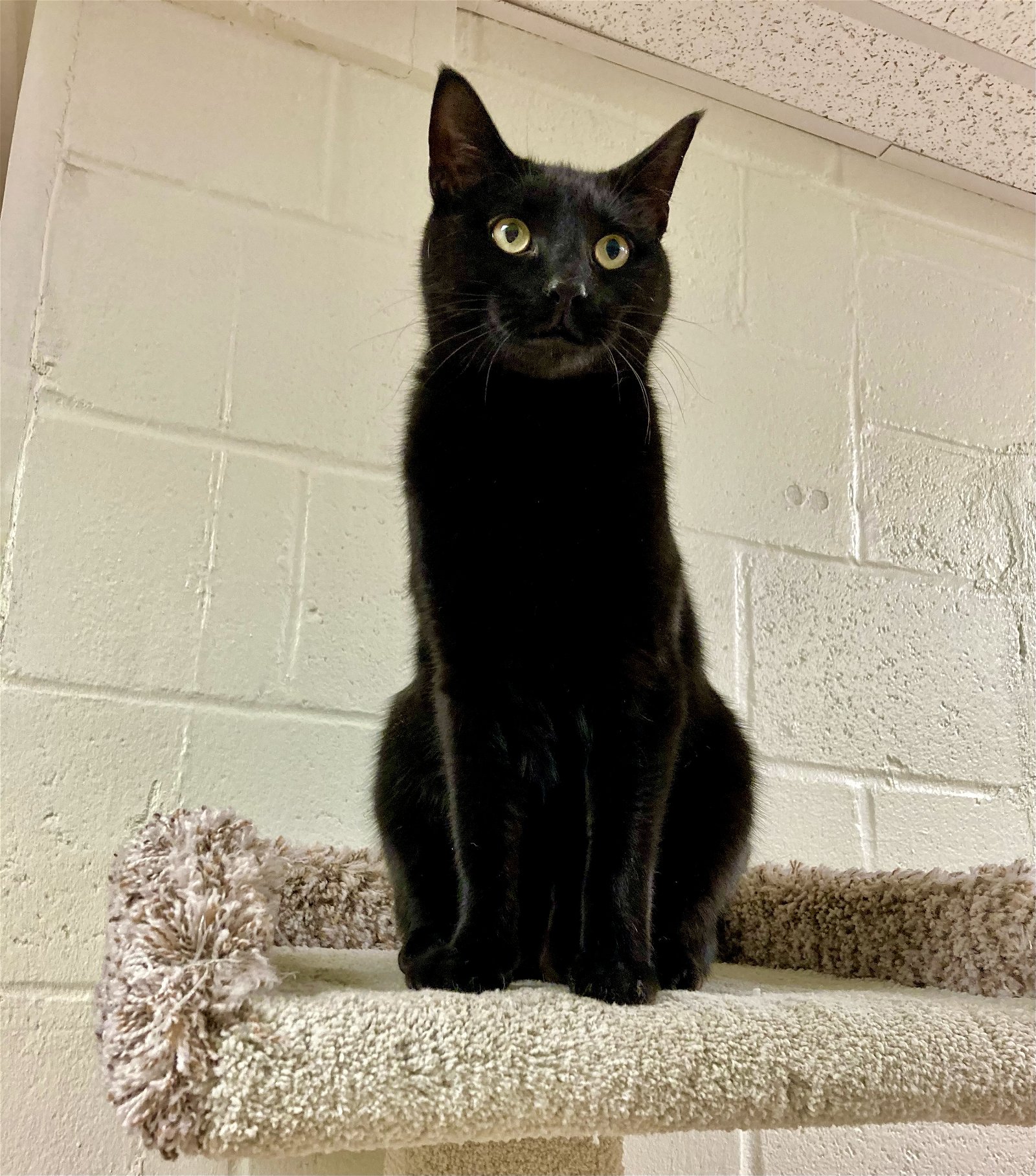 adoptable Cat in Brick, NJ named Pedro
