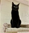 adoptable Cat in brick, NJ named Pedro