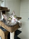 adoptable Cat in brick, NJ named Simba