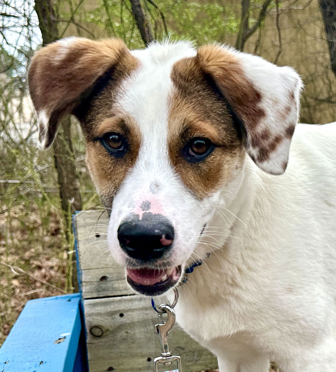 adoptable Dog in Brick, NJ named Claire