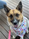 adoptable Dog in  named Mimi