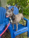 adoptable Dog in brick, NJ named Luna
