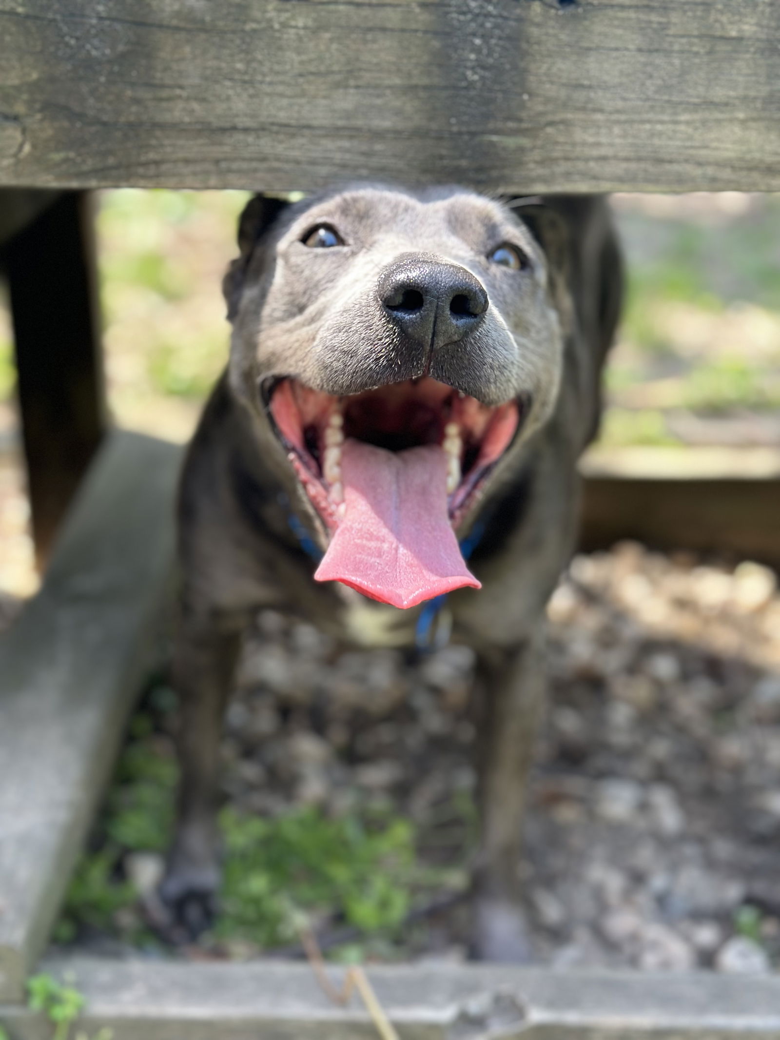 adoptable Dog in Brick, NJ named Luna