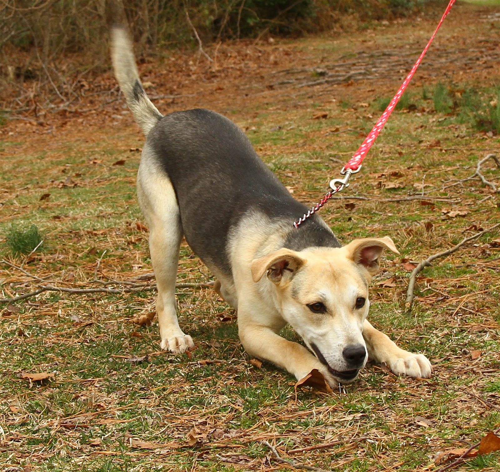 adoptable Dog in Brick, NJ named Carolina-pending