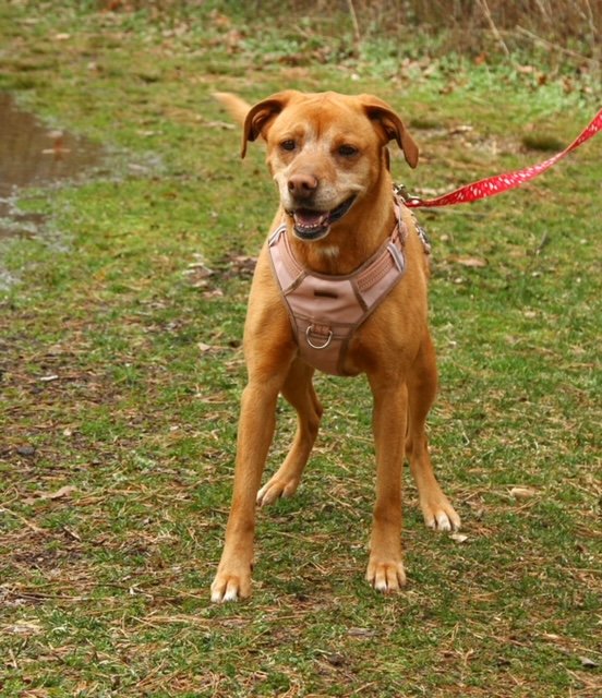 adoptable Dog in Brick, NJ named Honeybun