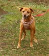 adoptable Dog in brick, nj, NJ named Honeybun