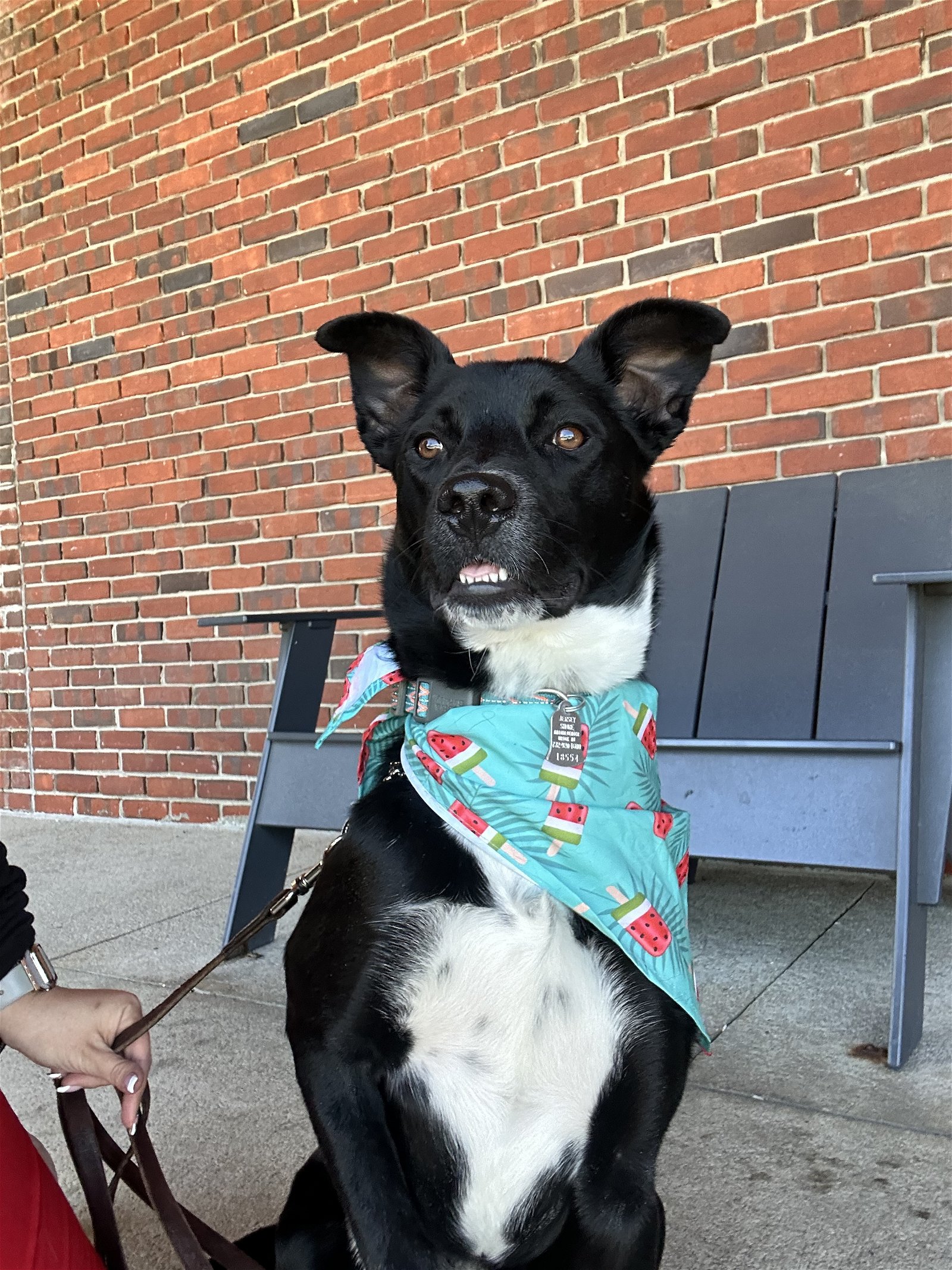 adoptable Dog in Brick, NJ named Lucy