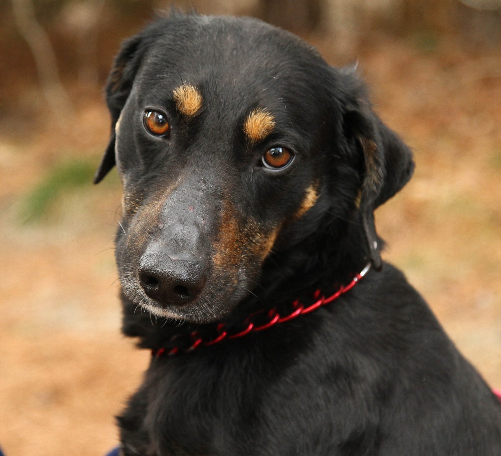 adoptable Dog in Brick, NJ named Dixon-pending