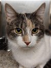 adoptable Cat in brick, NJ named Dora