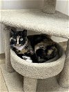 adoptable Cat in brick, NJ named Blair