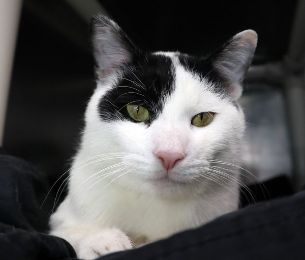 adoptable Cat in Brick, NJ named Rudy